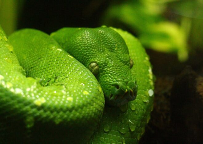 Python 3.14 Arrives: A Deep Dive into the New Era of Performance