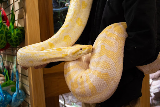 Python 3.14 Unveiled: A New Era of Concurrency, Performance, and Developer Experience