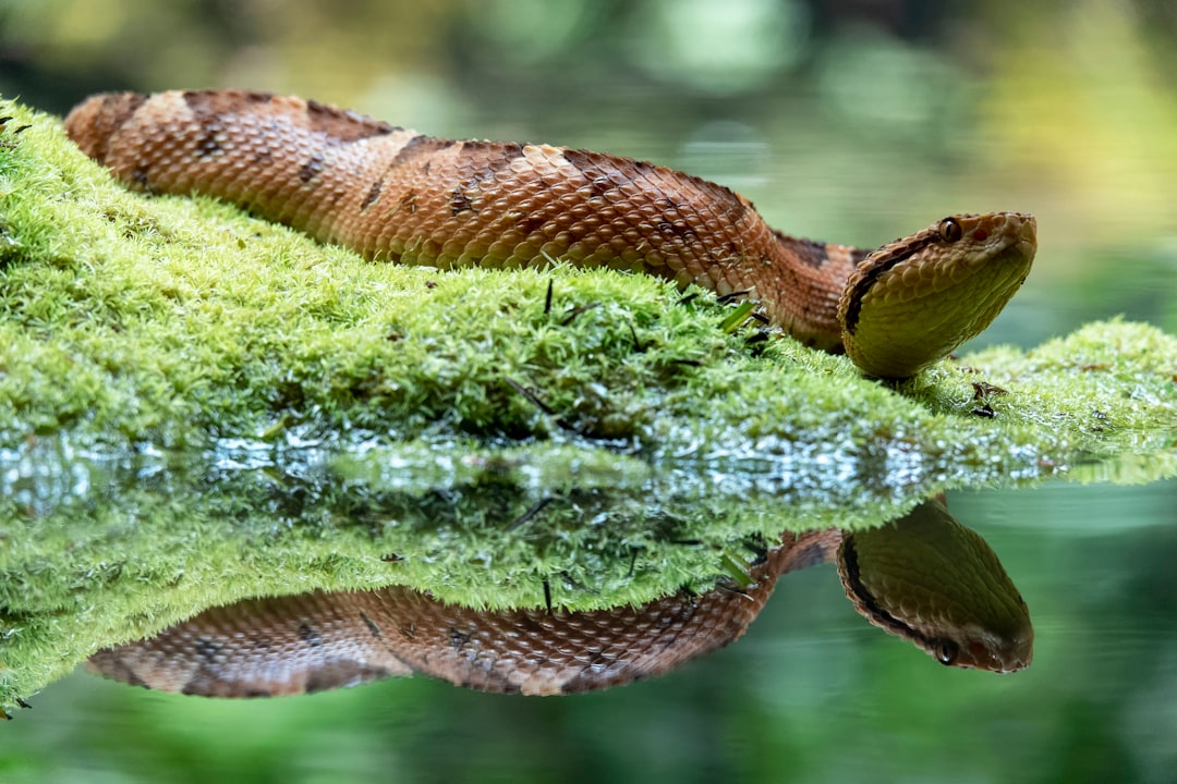 Synergizing Real-Time Systems and Python: The Evolution of MicroPython on Zephyr and RTOS